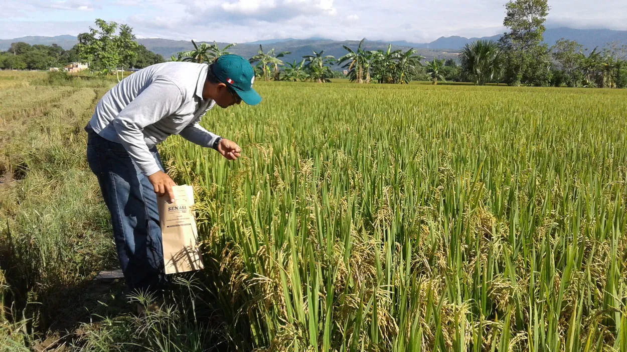 arroz fenomeno niño ecuador