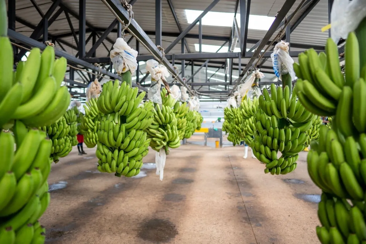 fmi banano ecuador