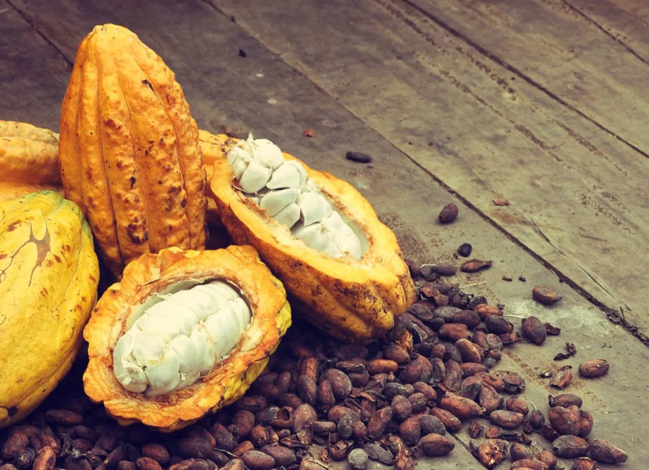 exportaciones cacao ecuador