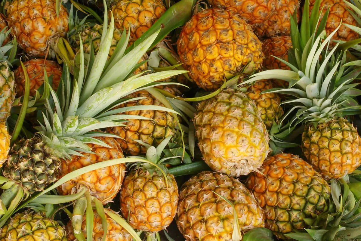 Piña ecuatoriana