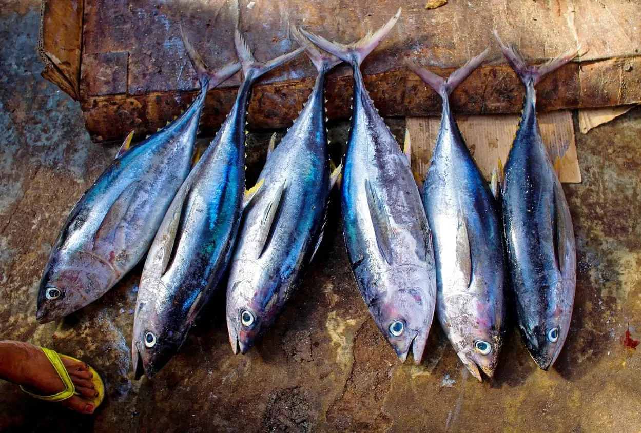 exportación atún ecuador