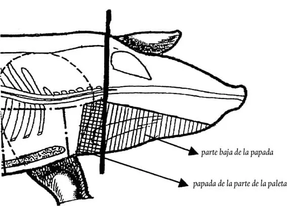 corte de cerdo derecho paralelo al cráneo