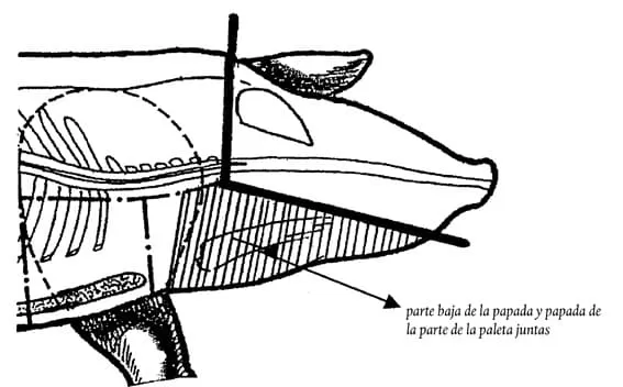 corte de cerdo paralelo al cráneo al nivel de los ojos