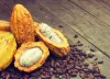exportaciones cacao ecuador