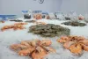 exportación camarón