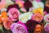 exportación rosas ecuador