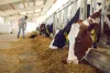 ganadería regenerativa en ecuador